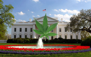 Marijuana-Becomes-Legalized